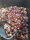 Red Krill & Tuna Bait Activator