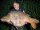 Salty Sea & Spicy Garlic 10Kg 15mm