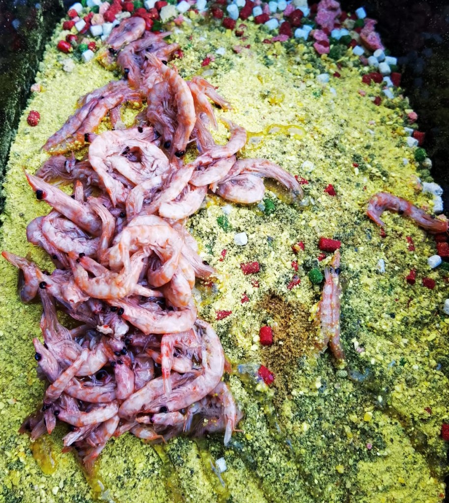 Ready Antarktic Krill - Canned Food – Karpfenköder