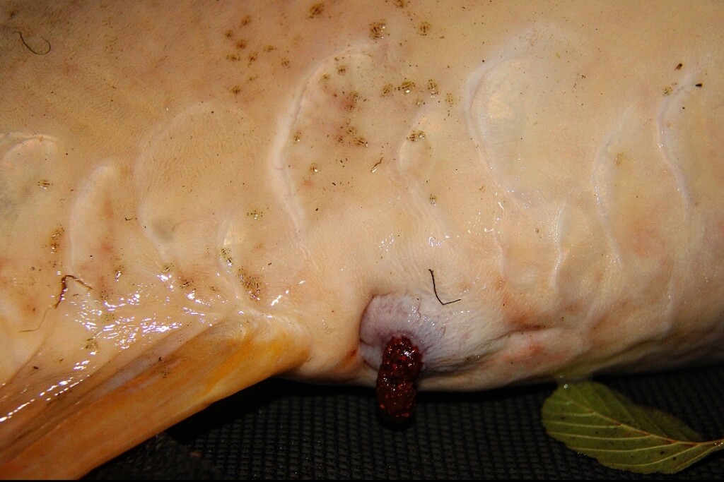 Futterboilies Squid & Fish – Karpfenköder